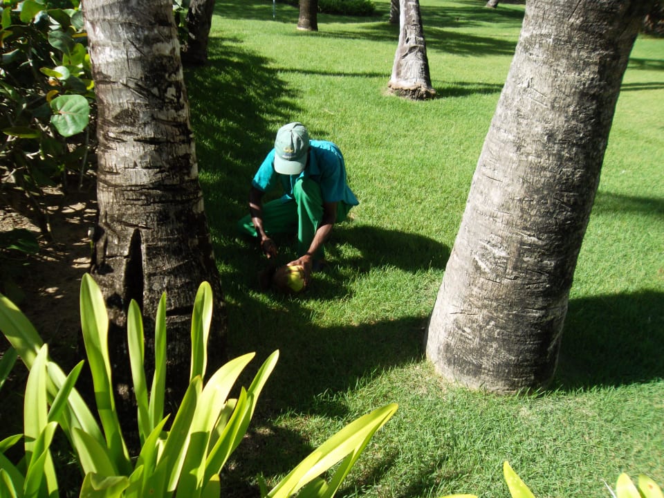 Frische Kokosnuss (mit Rum füllen lassen!) Grand Palladium Select Bávaro Resort & Spa