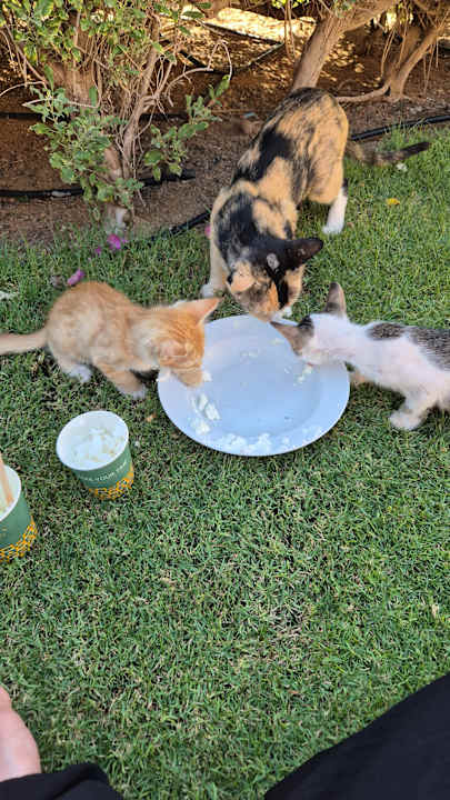 Sonstiges Stella Garden Resort & Spa, Makadi Bay