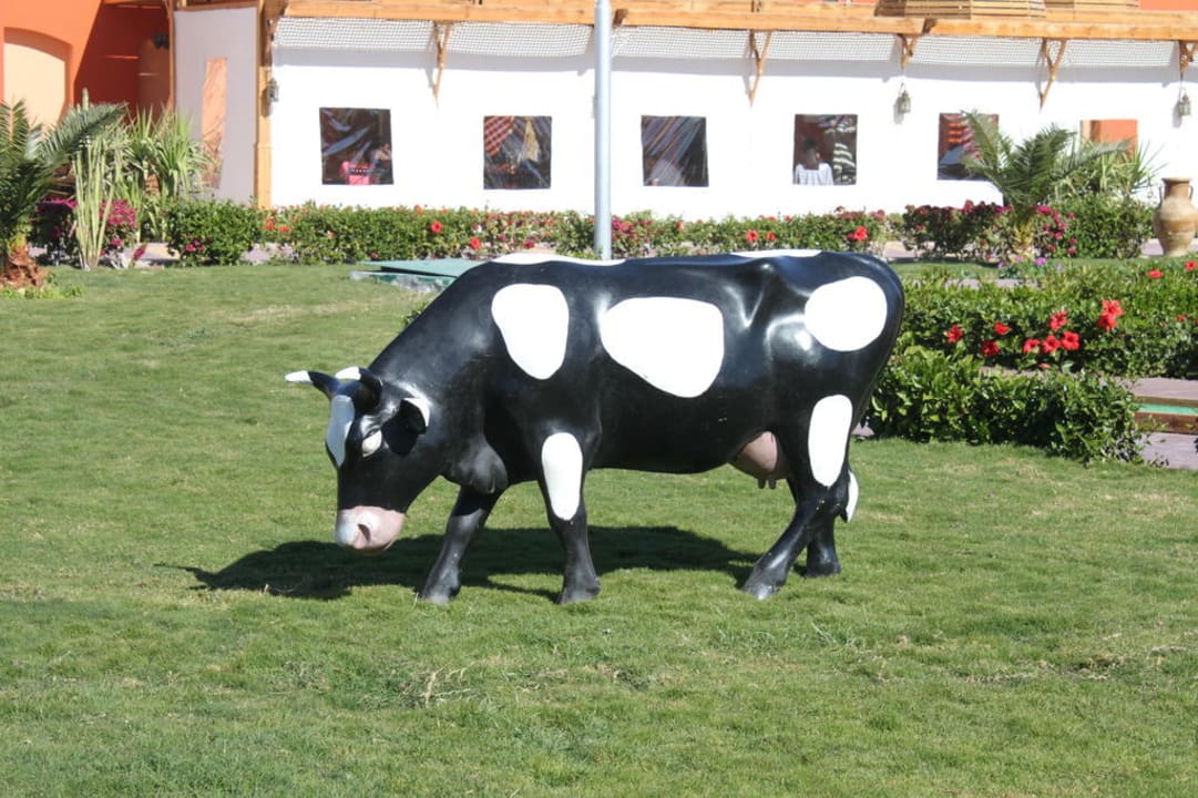 Kuh im Hof Pickalbatros Alf Leila Wa Leila Resort - Neverland Hurghada