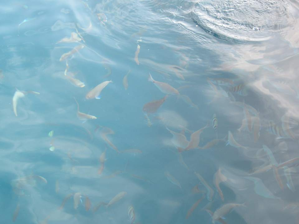 Fish SUNRISE Holidays Resort (Adults Only)