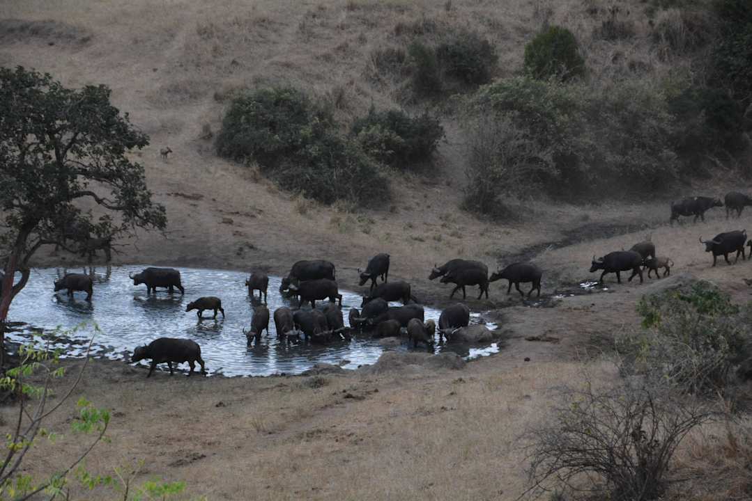 Wasserbüffel direkt unterhalb der Lodge Rhino Valley Lodge