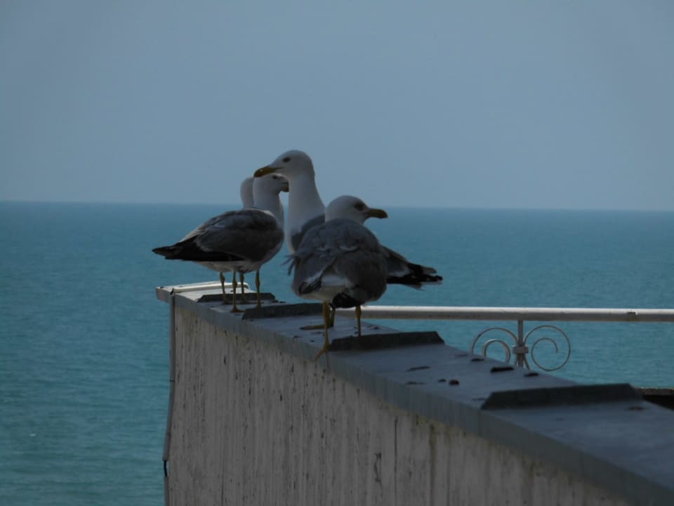 Sonstiges Hotel Borjana