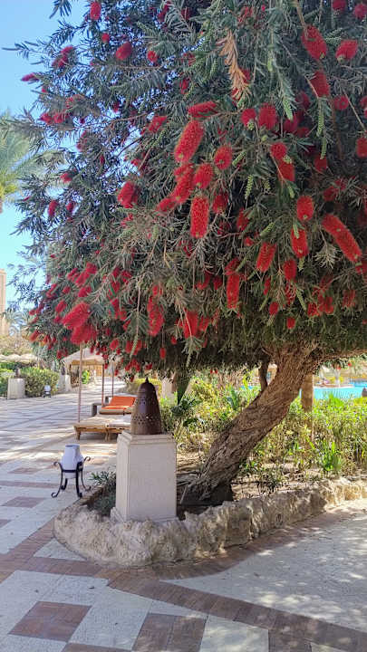 Gartenanlage Makadi Palace