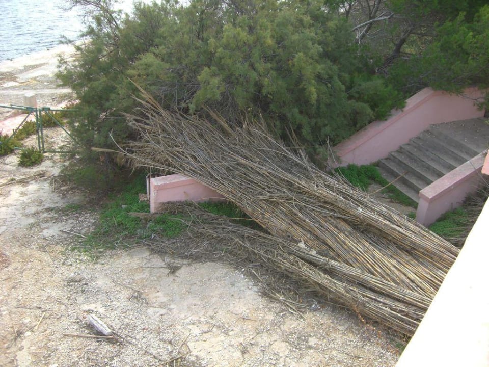 Vertrockneter Bambus  Comino Hotel & Bungalows