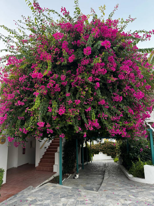 Gartenanlage Mastichari Bay Hotel