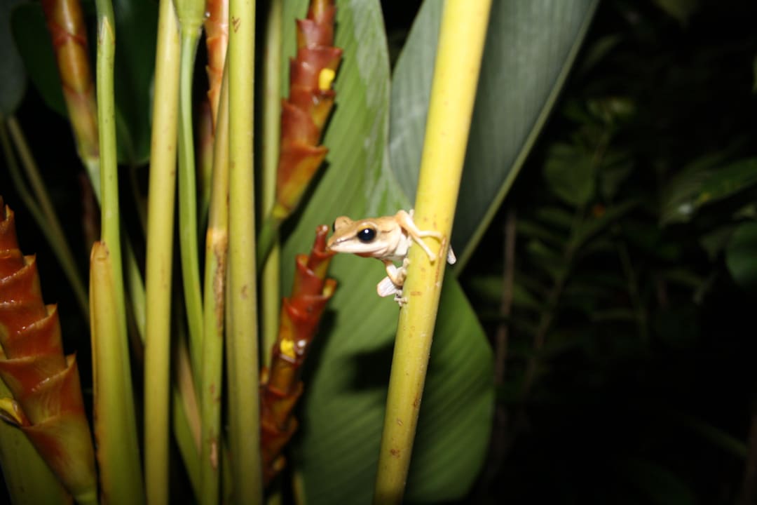 Abends neben der Terrasse Khaolak Laguna Resort
