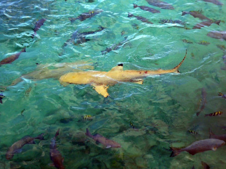 Strand Summer Island Maldives