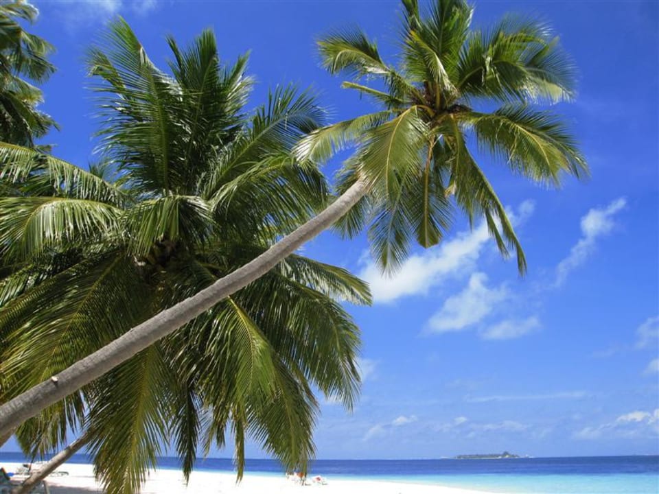 hängende Palmen Fihalhohi Maldives