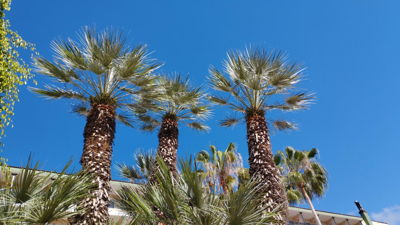 Gartenanlage BLUESEA Costa Jardin Spa