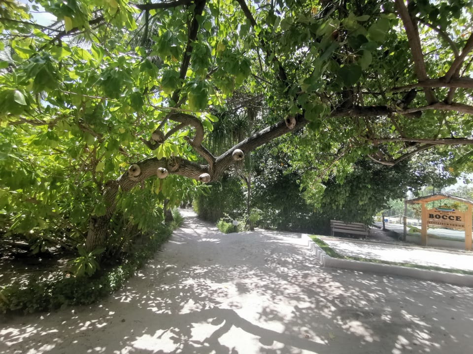 Gartenanlage Angaga Island Resort