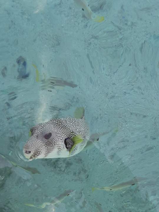 Strand Pickalbatros Royal Moderna Resort-Sharm El Sheikh