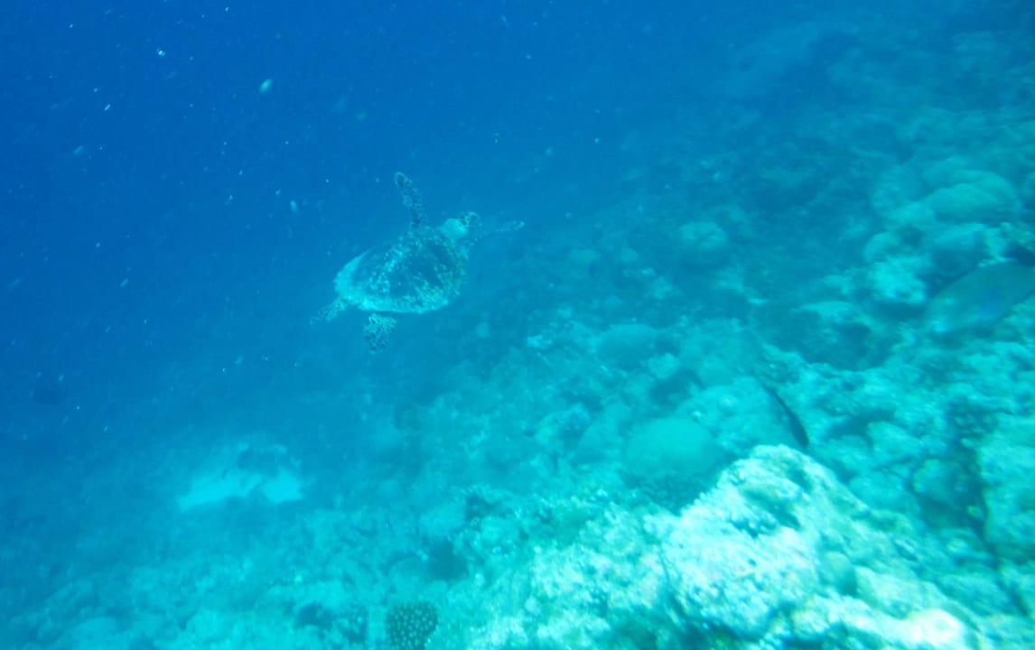 Schnorcheln Guesthouse Amazing View