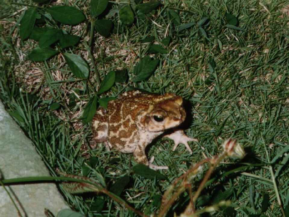 " Riesenkörte" Brisas Guardalavaca Hotel & Villas