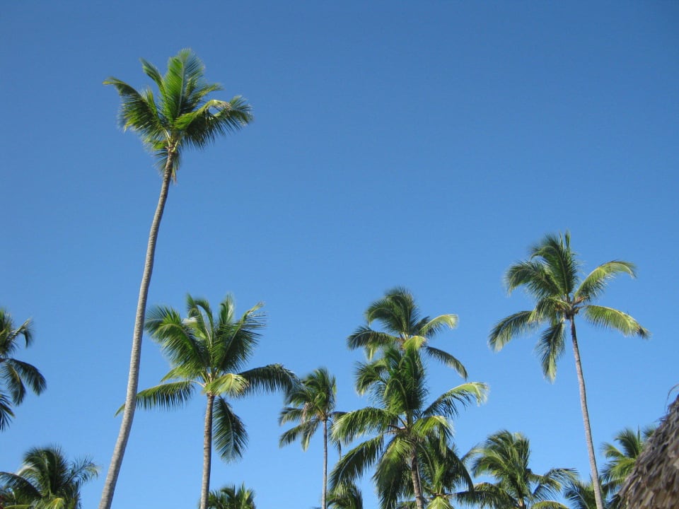 Noch mehr Palmen,und blauer Himmel Majestic Elegance Punta Cana