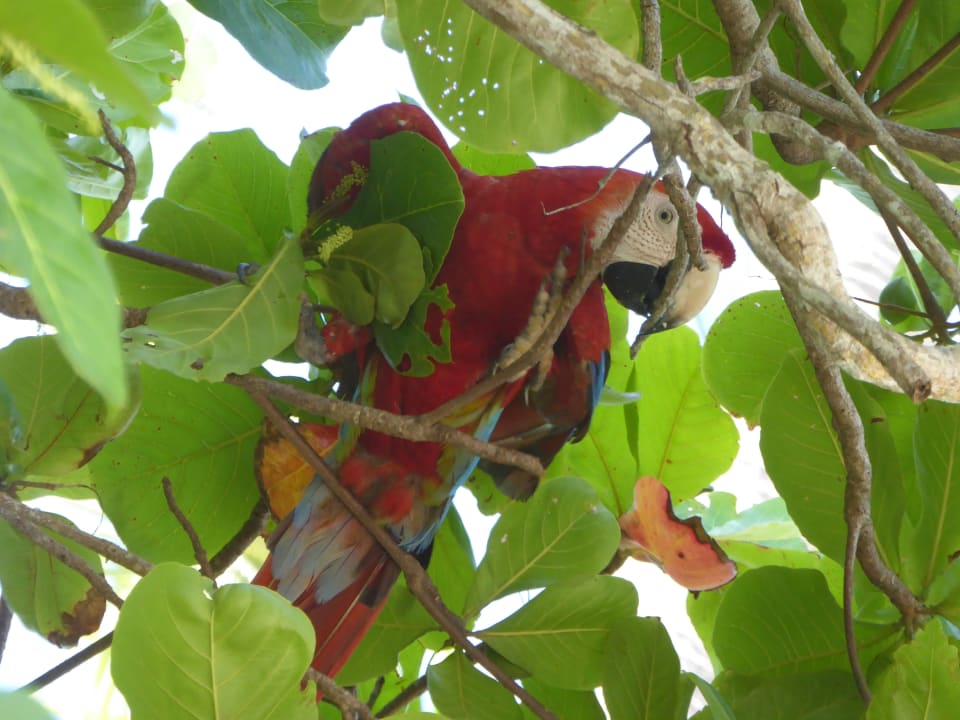 Sonstiges Hotel & Club Punta Leona