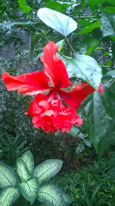 Gartenanlage Tropical Islands Resort