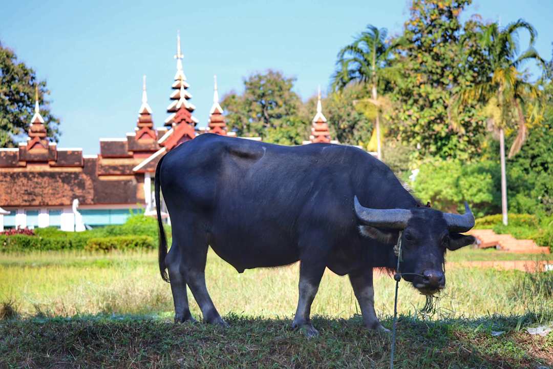 Gartenanlage MonPanaNont Wellness Resort & Spa