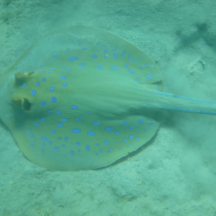 Blaupunktrochen Lahami Bay Beach Resort