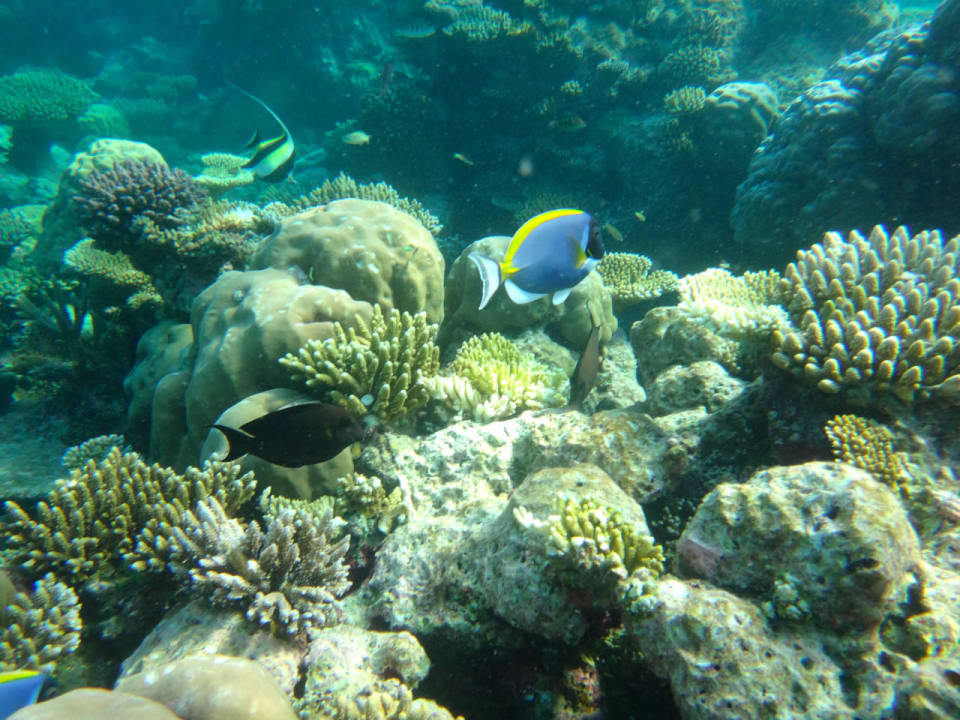Unterwasserwelt Cinnamon Hakuraa Huraa Maldives