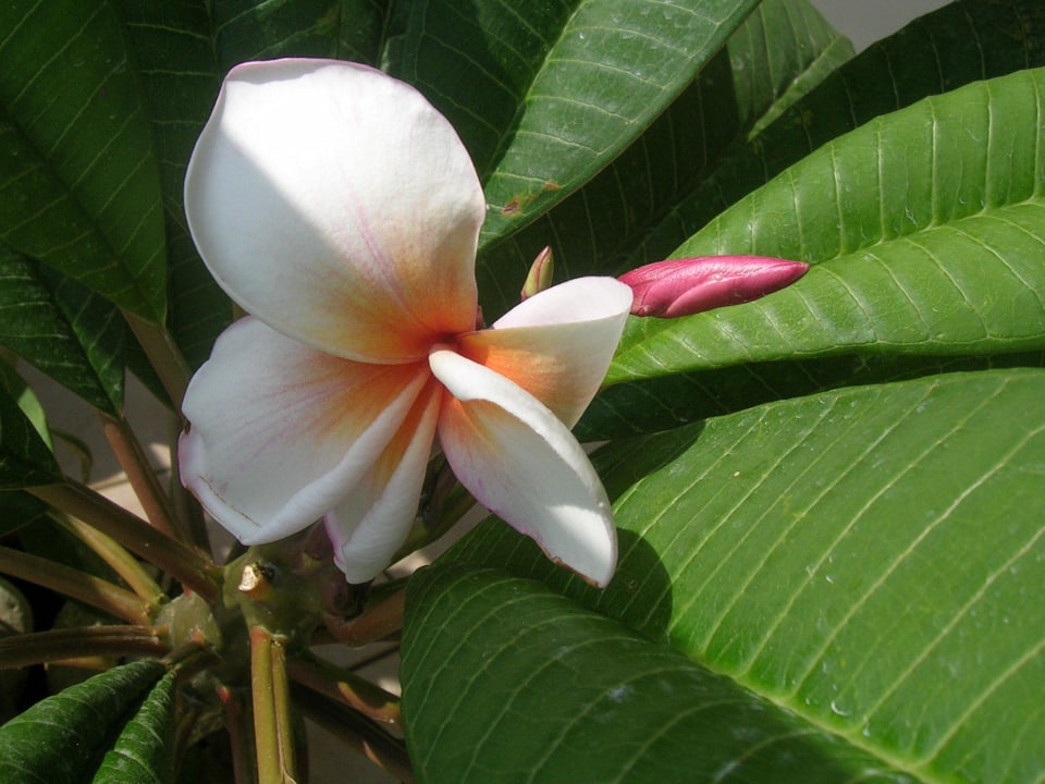 Seltene Plumeria Hotel Kathrin Beach