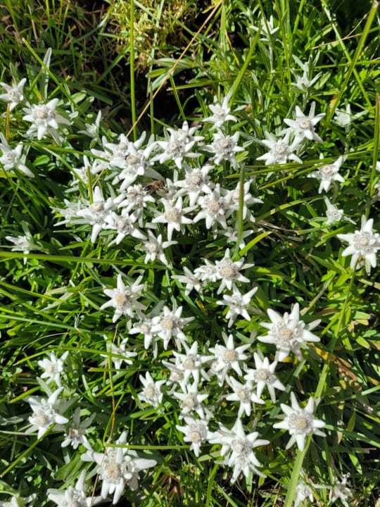Außenansicht Hotel Der Stubaierhof Neustift