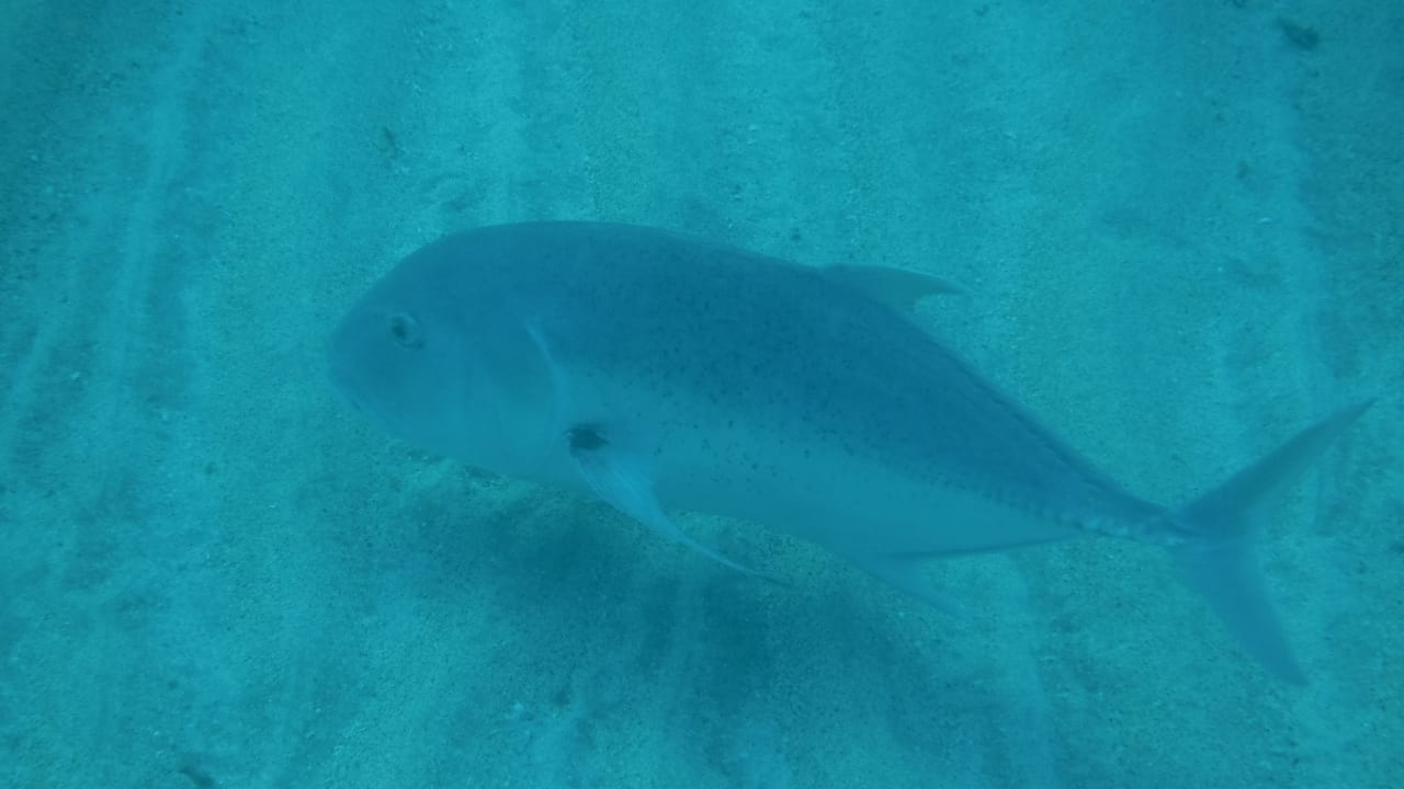 Sport & Freizeit Malikia Resort Abu Dabbab