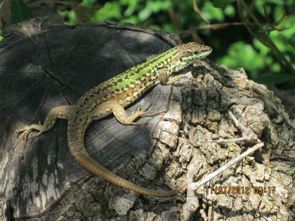 Fotomodell Hotel Residence Santa Chiara