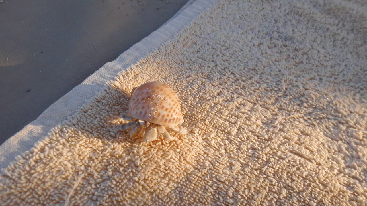 Ein kleiner Gast Steigenberger Coraya Beach - Adults only