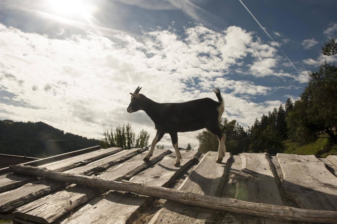 Streichelzoo Ferienhof Leitengut