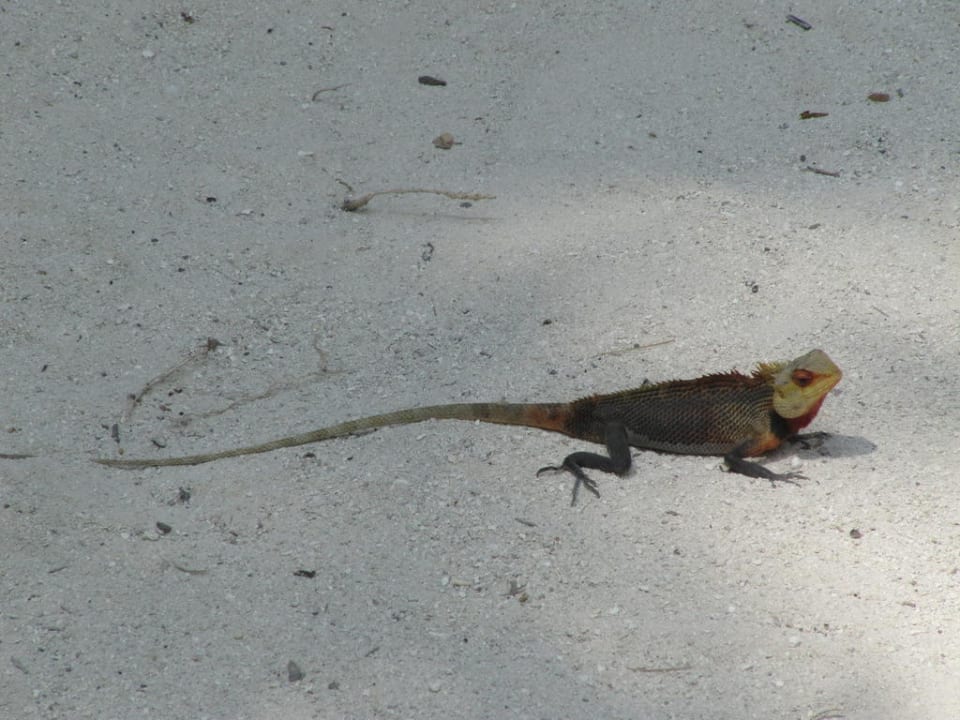 Vierbeiner Meeru Maldives Resort Island