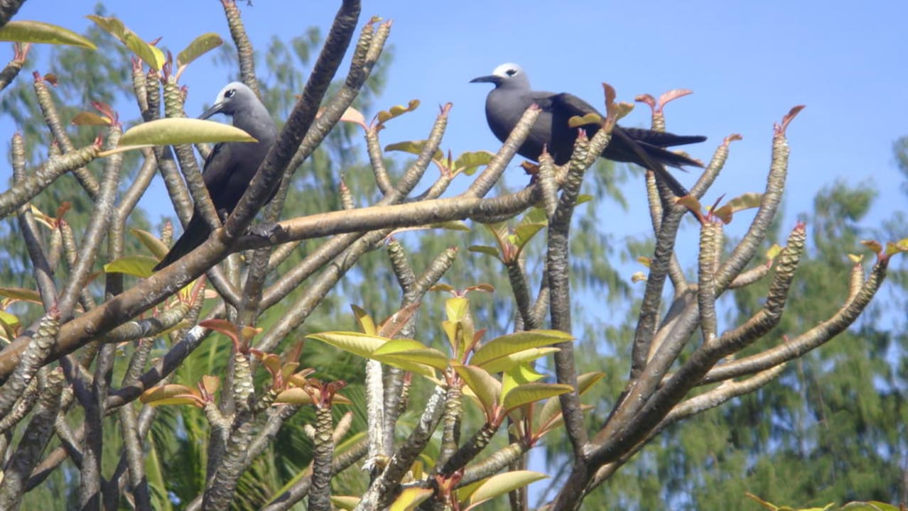 Фото птиц на Острове птиц Bird Island Seychelles - Private Island Villas