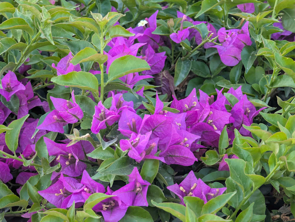 Gartenanlage Pickalbatros Dana Beach Resort - Hurghada