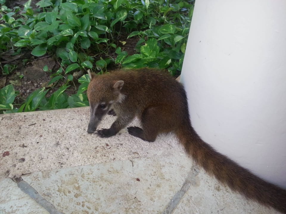 Hotel Catalonia Playa Maroma Catalonia Playa Maroma