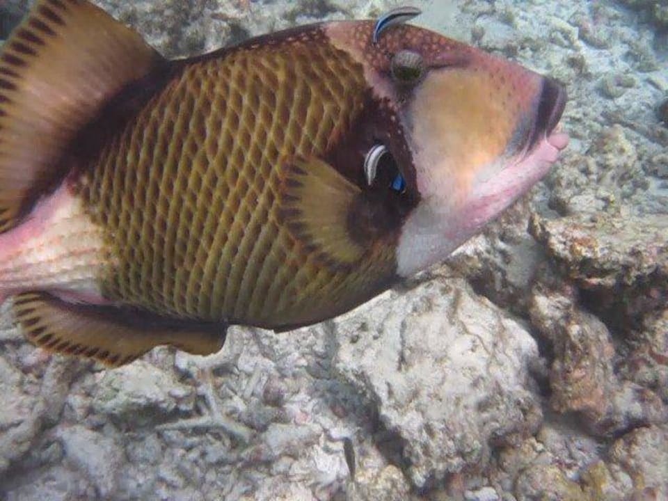 Unterwasserwelt NH Collection Maldives Reethi Resort