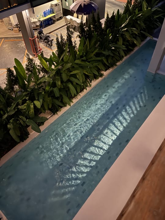 Pool Verbena Chiangmai