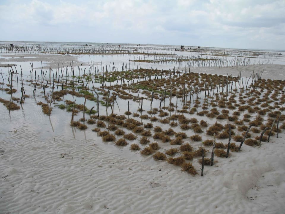 Meeresplantage Ocean Paradise Resort & Spa