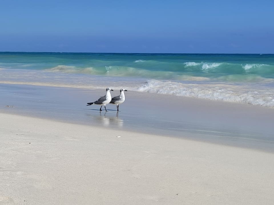 Strand Grand Palladium Select White Sand Resort & Spa