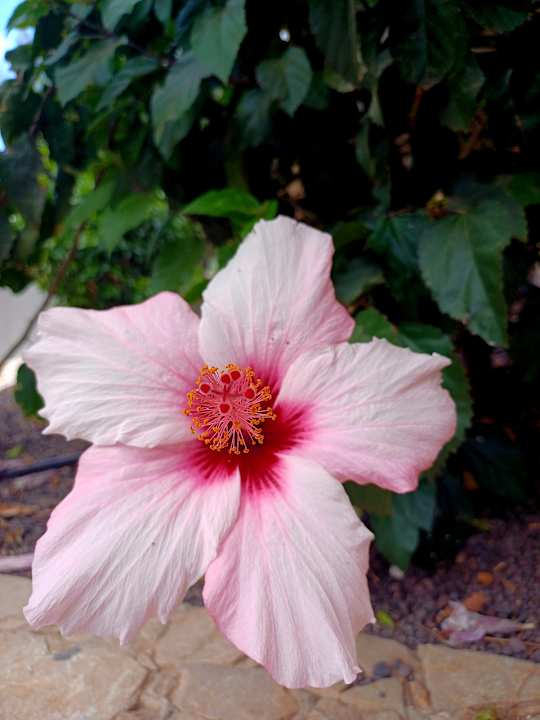 Gartenanlage Marina Playa Suite Hotel