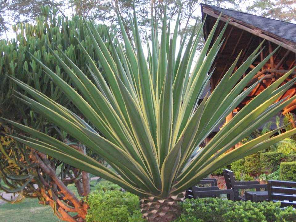 Gartenanlage Ol Tukai Lodge