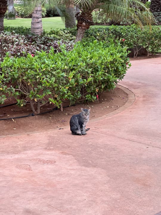 Gartenanlage Hotel Riu Touareg