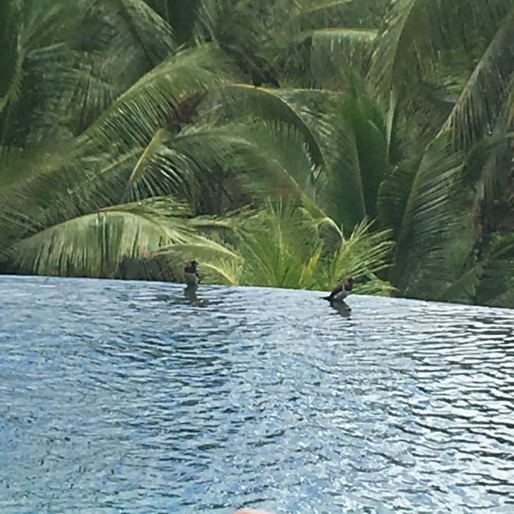 Pool Puri Sebali Resort