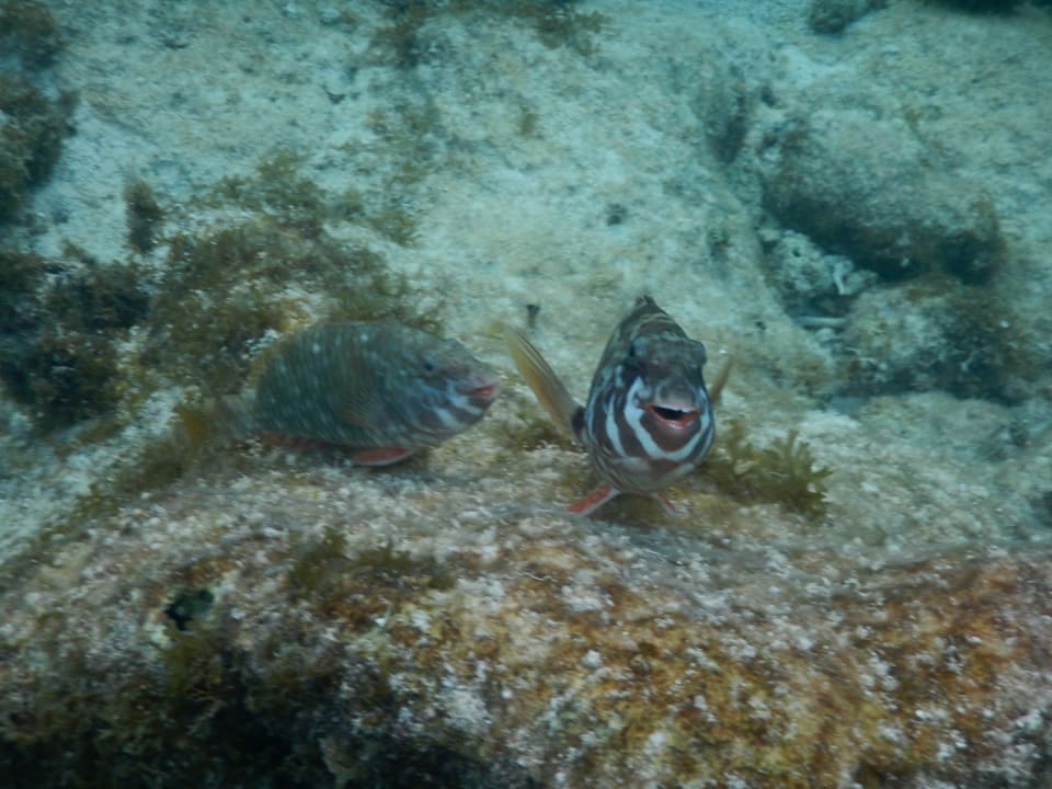 Strand Akumal Bay Beach & Wellness Resort