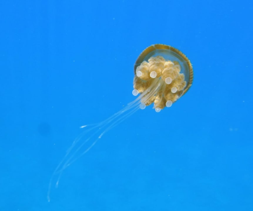 Strand Shams Alam Beach Resort