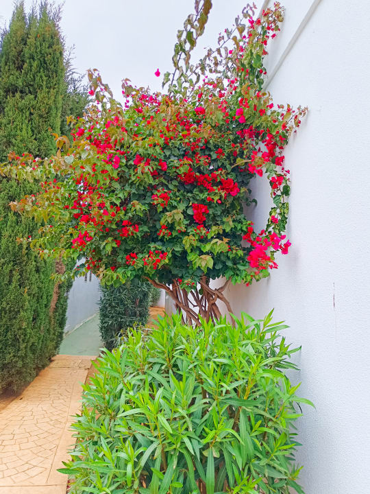 Gartenanlage Protur Vista Badia Aparthotel