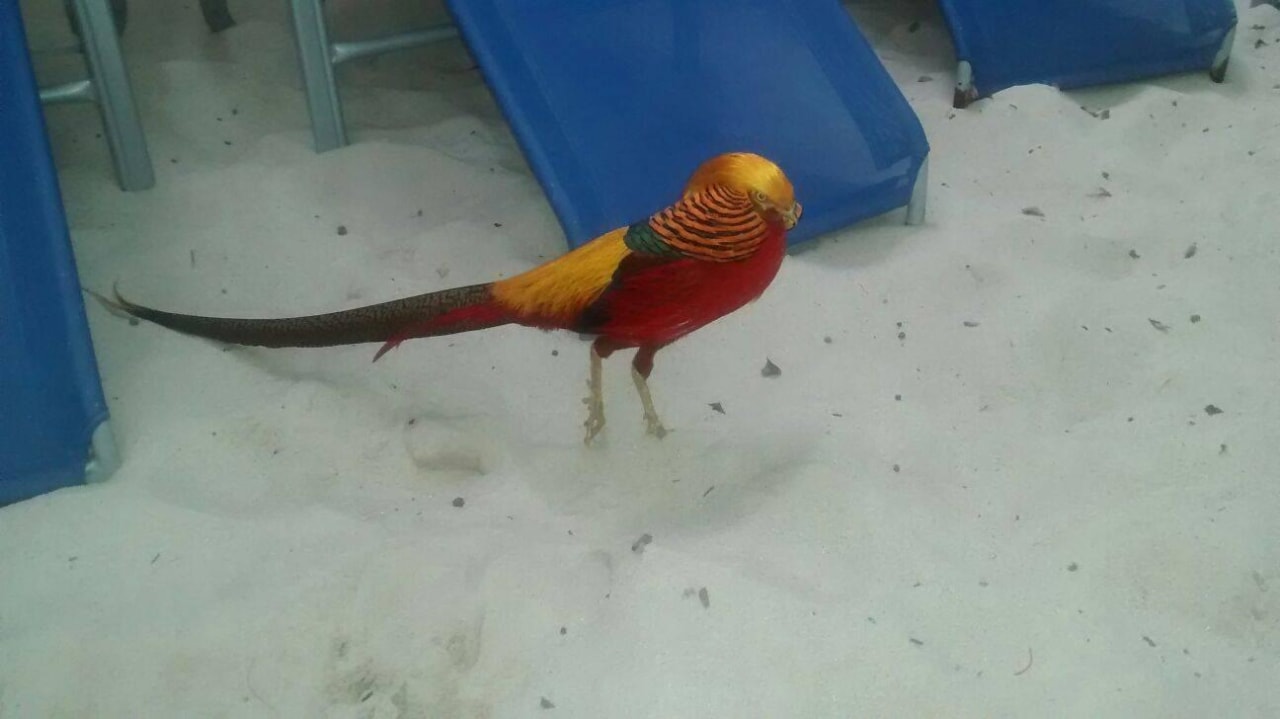 Vogel Tropical Islands Resort