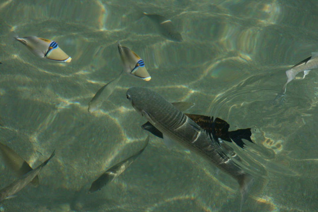 Fische Im Kanal 1 Pickalbatros Dana Beach Resort - Hurghada