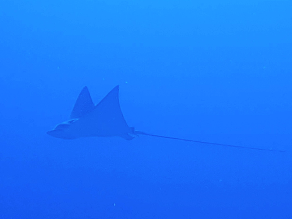 Strand Pickalbatros Oasis Hotel - Port Ghalib