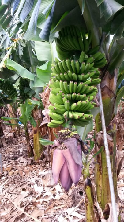 Bananenblüte Melia La Palma Hotel