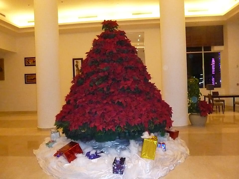 Weihnachtsdeko - viele Weihnachtssterne  Cleopatra Luxury Resort Makadi Bay