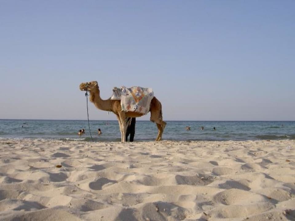 Hotelstrand - Kamel reiten gefällig? Sahara Beach Aquapark & Resort